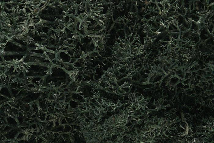 Dark green model railway scenery lichen for realistic diorama landscaping and terrain detailing