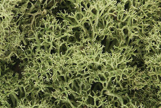 L161 WOODLAND SENICS - LICHEN - SPRING GREEN - Aussie Hobbies 